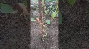 Замёрз перец. Что делаю я