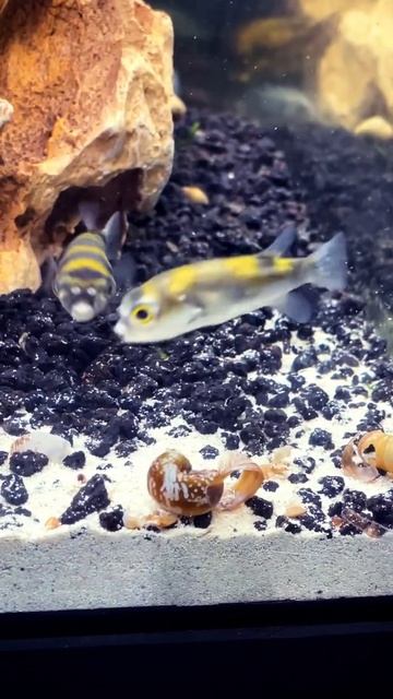 Puffer feeding смотреть онлайн