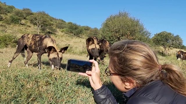 Up close and personal with Africa's most successful predator. African wild dogs (Lycaon pictus) смотреть онлайн