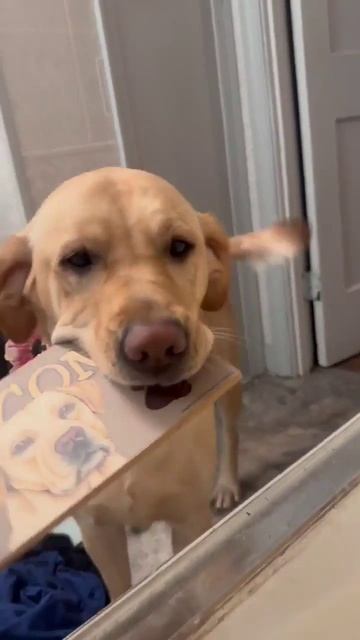 😂

#животные #юмор