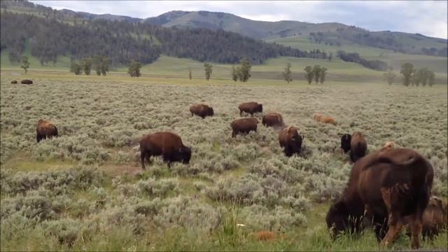 Bizons in Yellowstone смотреть онлайн