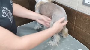 Китайская хохлатая голая взрослая  , груминг корпуса  , бритье тела в домашних условиях