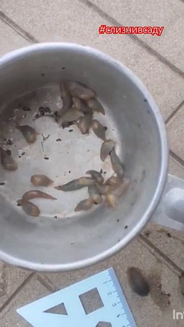 Слизни атакуют !