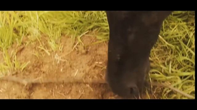 Gandja – Vacuum | OSTWIND | Music video смотреть онлайн