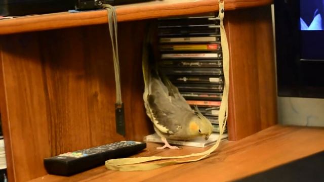 Как самки играются смотреть онлайн