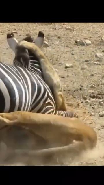 No matter how hard you try, the zebra can't escape the lion#shorts#wildlife#animals#lions #wildanim смотреть онлайн