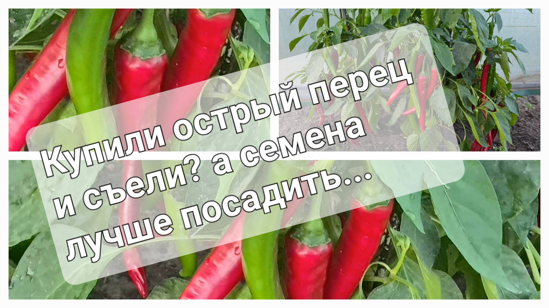 Хотите большой урожай перца? Но не знаете какой сорт посадить? Тогда берите перец из магазина.