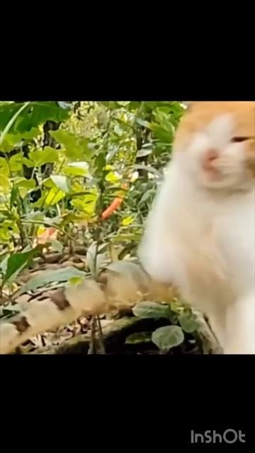 Cat vs snake reaction time #shortsfeed #shorts #shortsvideo смотреть онлайн
