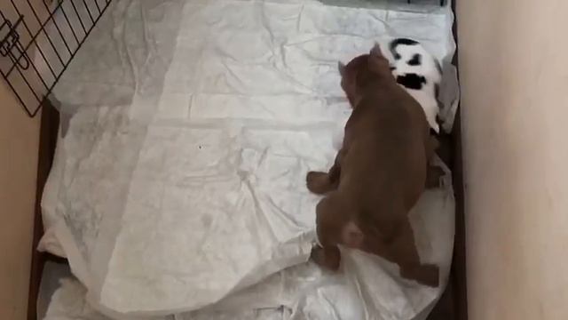 Американский хулиган STAR DYNASTY BATIY HAN #американскийбулли #домашнееживотное #americanbully смотреть онлайн