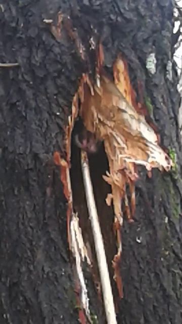 Добыча норки смотреть онлайн