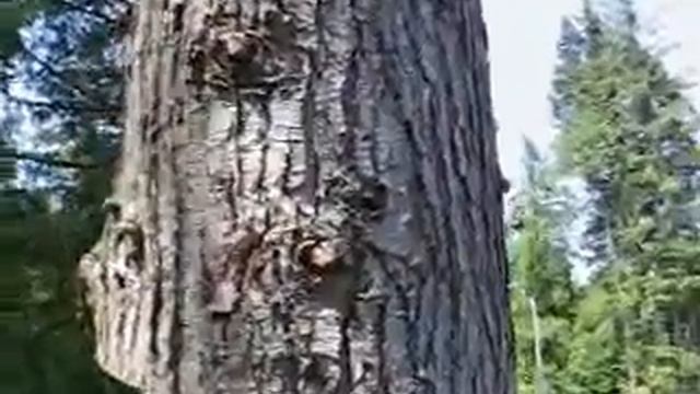 Let the wood weight bring it over смотреть онлайн