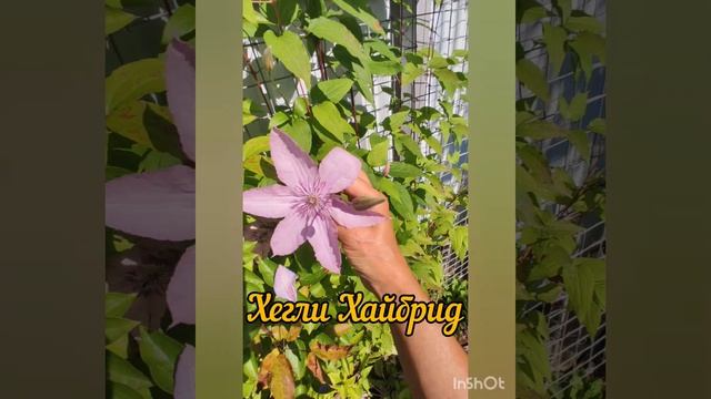 Клематисы в моём саду.