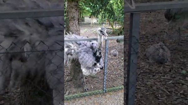 Осторожно злой страус!!!