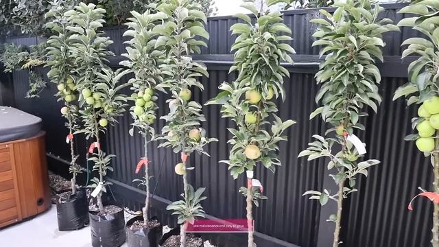 Narrow apple trees for modern and small gardens смотреть онлайн