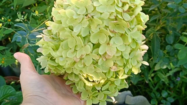 Мои цветущие гортензии. Большой обзор сортов с названиями. смотреть онлайн