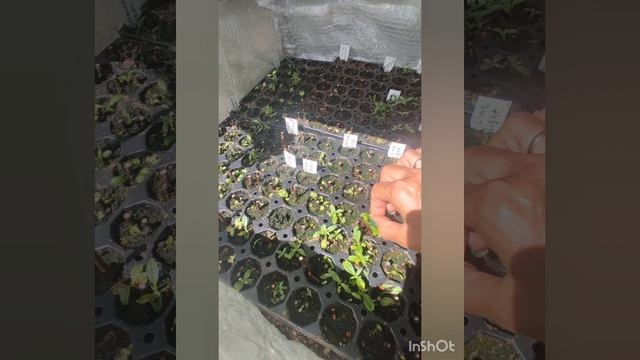 Результат черенкования гортензий одревесневшими черенками.