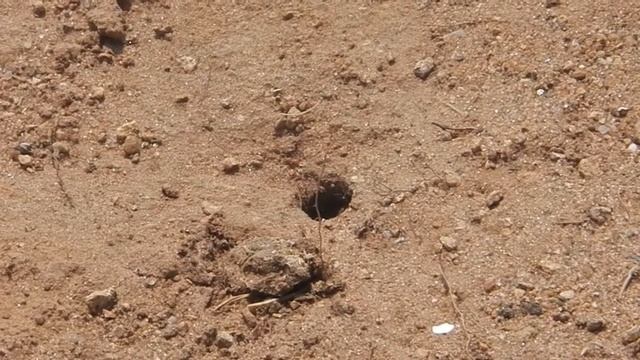 mining bee in burrow смотреть онлайн