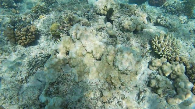 Egypt Hurghada 2019, sea trip to Mahmaya смотреть онлайн