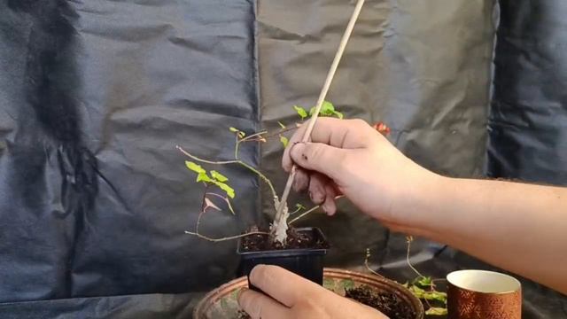 √6 ривина заготовка Бонсай