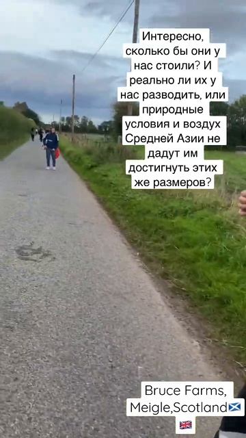 Bruce farms #работаванглии #работанаферме #фермавбритании #фермаванглии #фермавшотландии смотреть онлайн