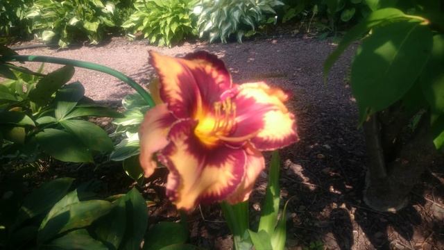 Hemerocallis Gavin Petite смотреть онлайн