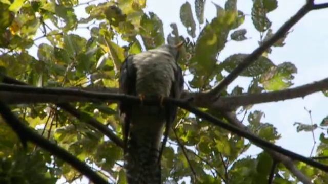 鳥動画（ツツドリ（筒鳥）１２１０１２の１） смотреть онлайн