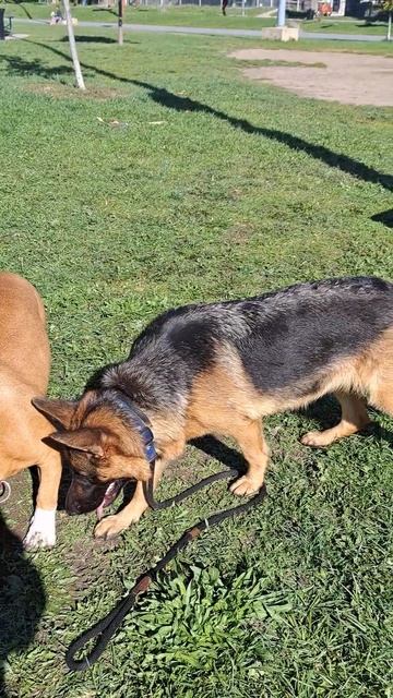 BULLDOG vs SHEPHERD смотреть онлайн