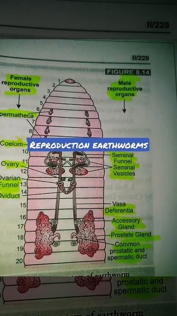 Earthworms reproduction смотреть онлайн