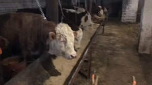 Откорм бычков утренне кормление Быков и Ответ на комментарий￼