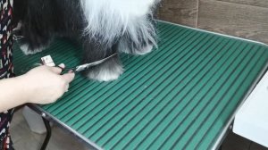 Окантовка лап /  Пуховая китайская хохлатая / Груминг