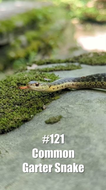 July/August Progress | My 2023 Herping Year List смотреть онлайн