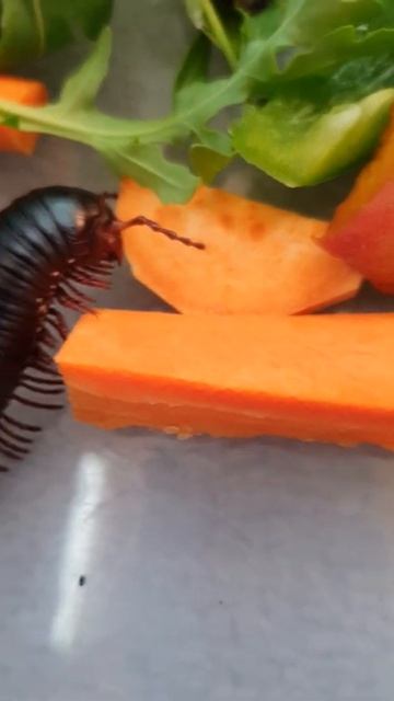 Giant african Millipedes смотреть онлайн