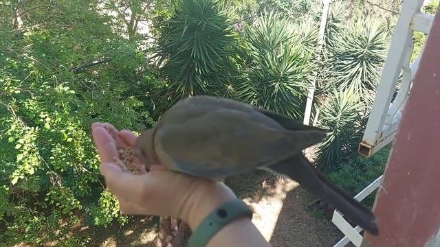 Dove feeding 14.5.2024 смотреть онлайн