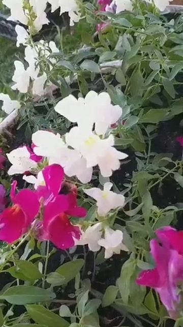 шмель опыляет цветы смотреть онлайн