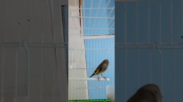 Седоголовый щегол лучший певун смотреть онлайн