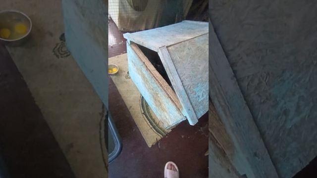 енот без носа и уха переехал #енотилюша #помощьбездомнымживотным #рекомендации #анапа смотреть онлайн