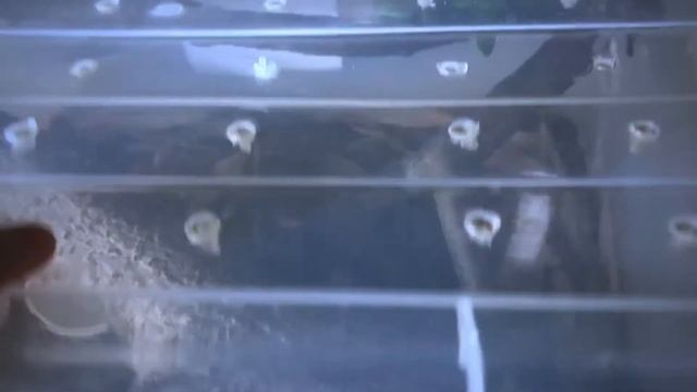 Venomous snakes feeding | Trimeresurus albolabris - Trimeresurus sp. Cf macrops | #venomous_snake смотреть онлайн