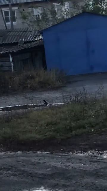 Сорока белобока хренока смотреть онлайн