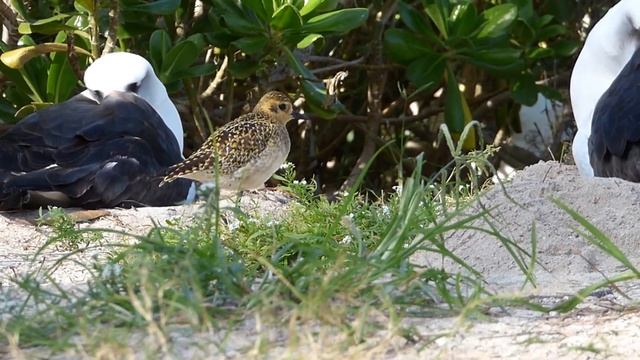 Pacific Golden Plover with Laysan Albatrosses смотреть онлайн