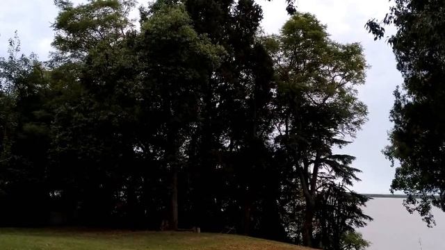 Eastern Meadowlark Song! Eastern Meadowlark Call! Sounds! - Pradero Oriental Canto - Sturnella Magn смотреть онлайн