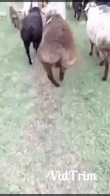 А я иду такая смотреть онлайн