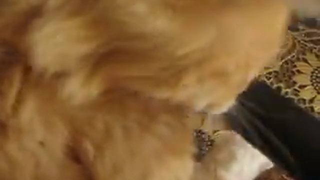 кот с пылесосом смотреть онлайн