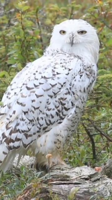 White Eagle #youtube смотреть онлайн