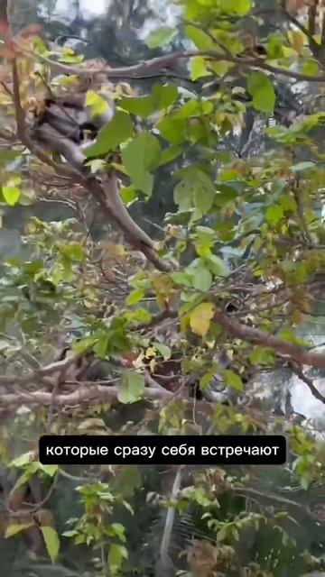 Путешествие в Таиланде. Полуостров Рейли в провинции Краби #пхукет #railaybeach смотреть онлайн