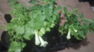 Лофоспермум: уход, условия выращивания, заболевания, моя рассада.