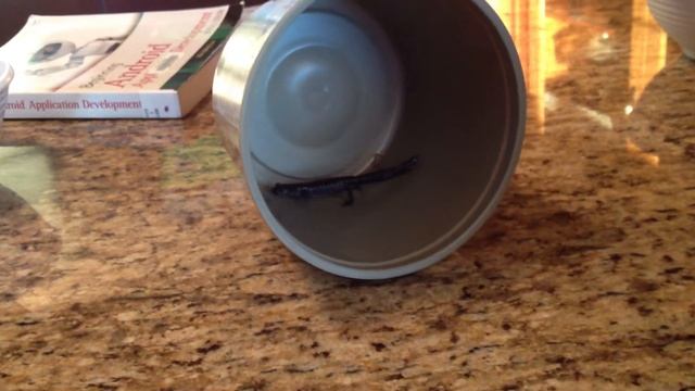 Sal the Salamander смотреть онлайн