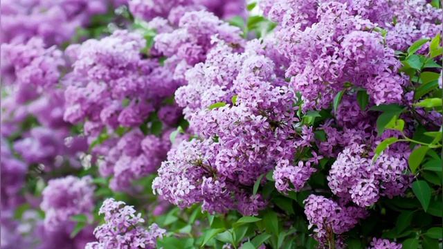 Попав в род дом и родив сына, Юля считала себя самой счастливой на свете. Но резко развивающиеся... смотреть онлайн