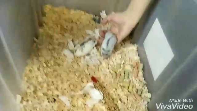 Покупка нового хомячка 🐹 смотреть онлайн