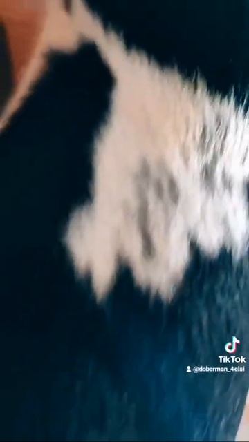 малышка Феррари #бультерьер #бультерьеры #собакилучшелюдей #собака смотреть онлайн