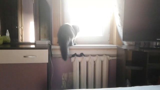 Жизнь кота - #39 : красивый Барс - буханка на солнышке смотреть онлайн